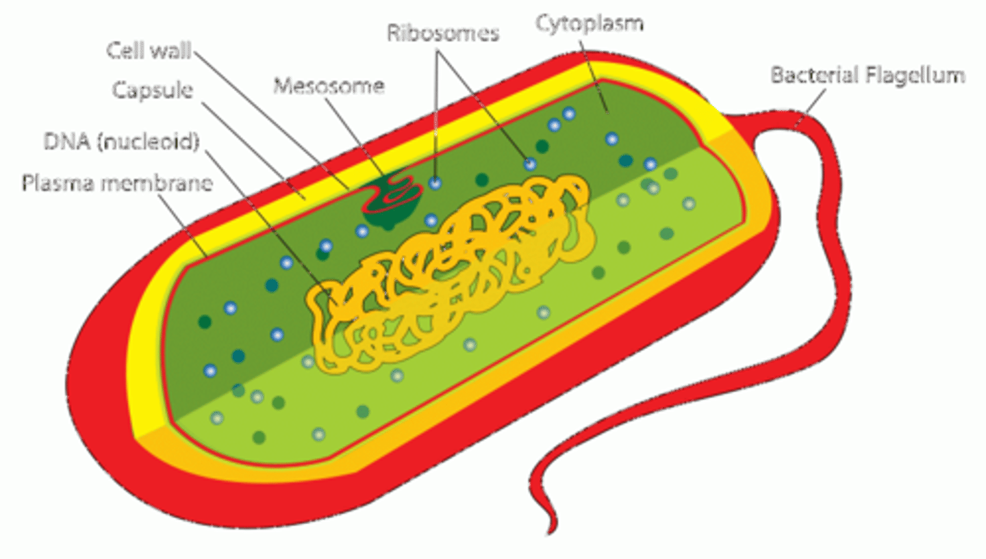 <p>The invagination of a cell membrane into the cytoplasm results in the formation of mesosomes. Mesosomes can be in the form of vesicles, tubules or lamellae.</p><p>Various functions of mesosomes are:</p><p>• DNA replication</p><p>• Cell division</p><p>• Export of extracellular enzymes</p><p>• Respiratory enzymes are also present in mesosomes</p>