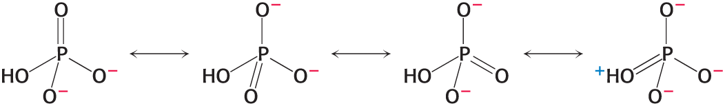 <ul><li><p>orthophosphate (Pi) has greater resonance stabilization than any of the ATP phosphoryl groups</p></li><li><p>Electrostatic repulsion of the triphosphate unit</p></li><li><p>The entropy of the products of ATP hydrolysis is greater</p></li><li><p>ADP and Pi are stabilized due to hydration</p></li></ul><p></p>