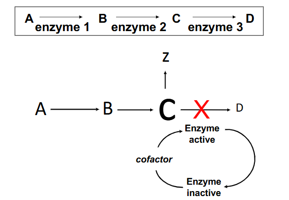 <p>Enzyme Deficiencies</p>