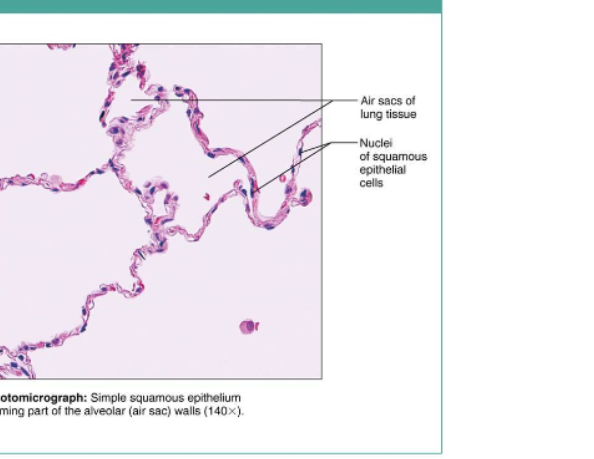 <p>Function of Simple squamous</p>
