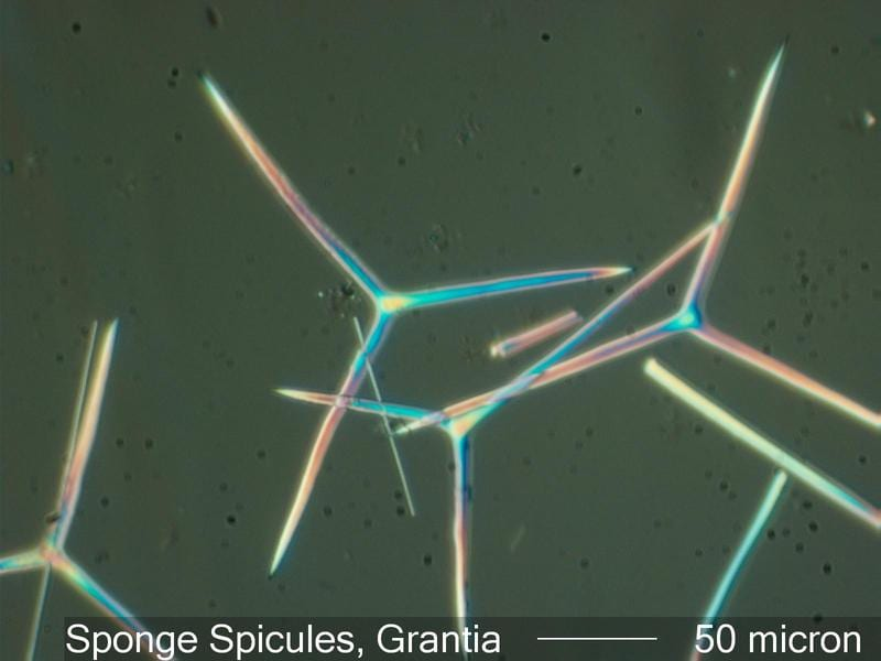 <p>spicules</p>