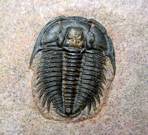 <p>Characteristics of Class Trilobita (EXTINCT) (under Phylum Arthropoda)</p>