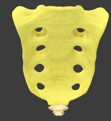 <ul><li><p>five fused vertebrae</p></li><li><p>no intervertebral foramen</p></li><li><p>spinal nerves come out through the anterior and posterior sacral foramina</p></li></ul><p></p>