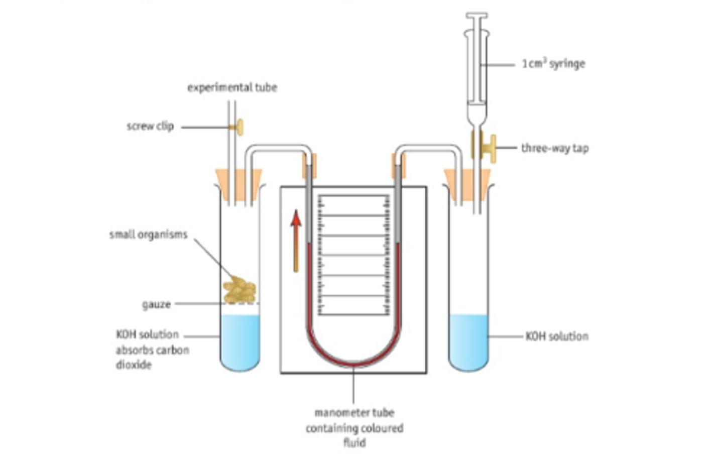 <p>Equipment: </p><p>•sodalime, dye, identical maggots, stopwatch, ruler/scale, gauze.</p><p>•Three way tap, glass tubing, 1cm^3 diameter pipette and a test tube are all used in conjunction as the respirometer.</p><p>• Syringe can be used to reset it.</p><p>•A water bath can be used to control temperature</p><p>u tube vs simple respirometer</p><p>Method</p><p>1) Set up tube with soda lima, gauze and cotton wool. </p><p>2) Set up spirometer with delivery tube, bung and syringe joined. </p><p>3) Mark starting point of dye</p><p>4)Place 5g equal size maggots in tube, close bung</p><p>5) Mark the position of the fluid on the pipette every minute for 20 minutes, record in table</p><p>Control variables</p><p>Species of maggot, size of maggot, temperature and time</p><p>Control:</p><p>Plastic beads in another tube</p><p>Calculation:</p><p>Volume of oxygen= πr2 * distance dye travelled. </p><p>• r is the radius of the pipette.</p><p>Stats:</p><p>Mean and standard deviation</p>
