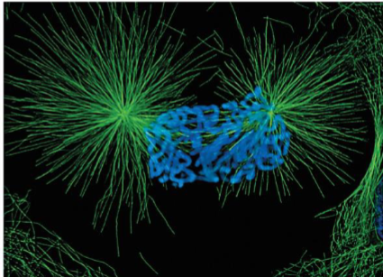 <ul><li><p>mitotic spindle assembly completed</p></li><li><p>chromosomes moved by microtubules into center of cell</p></li><li><p>single kinetochore attached to microtubules form both spindle poles</p></li></ul><p></p>