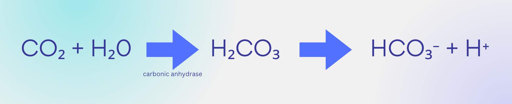 <p><strong>Loading up CO2 in the blood: systemic capillaries</strong></p>