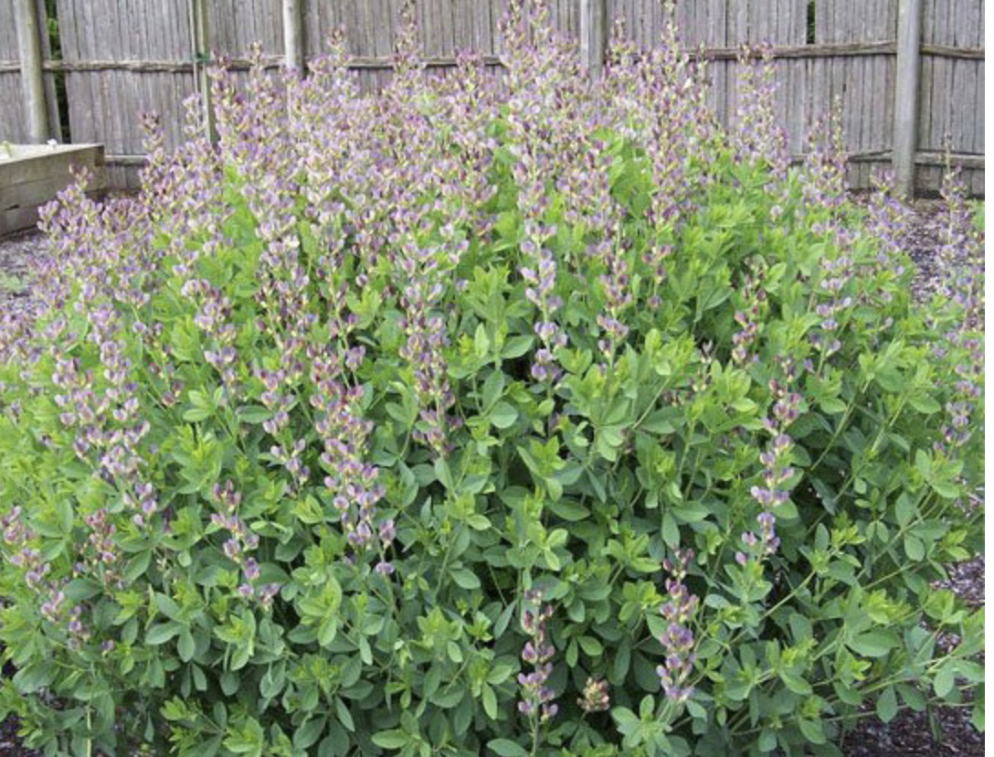 <p>3-5’</p><p>per</p><p>dry to moist soils</p><p>may-june</p><p>part sun/part shade. full sun</p><p>Tall native perennial with spires of white pea-like flowers in late spring to early summer.</p>