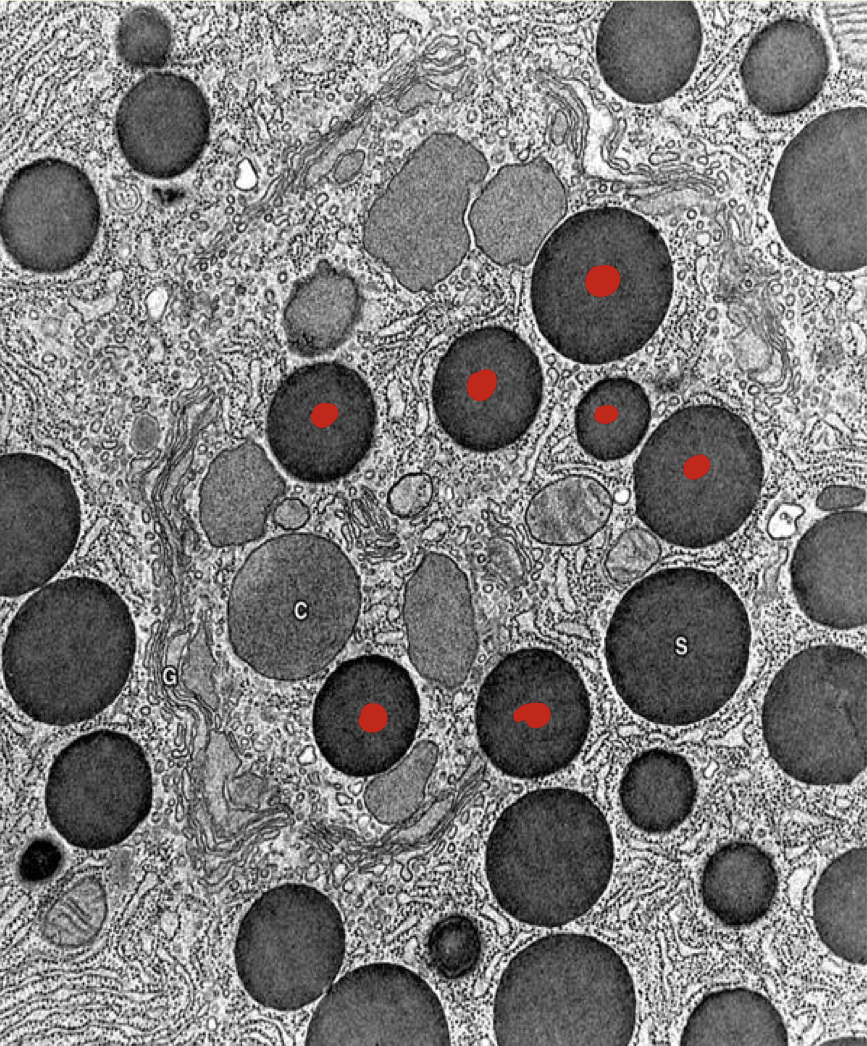 <p>inclusions of secretory vesicles in pancreatic cells</p>