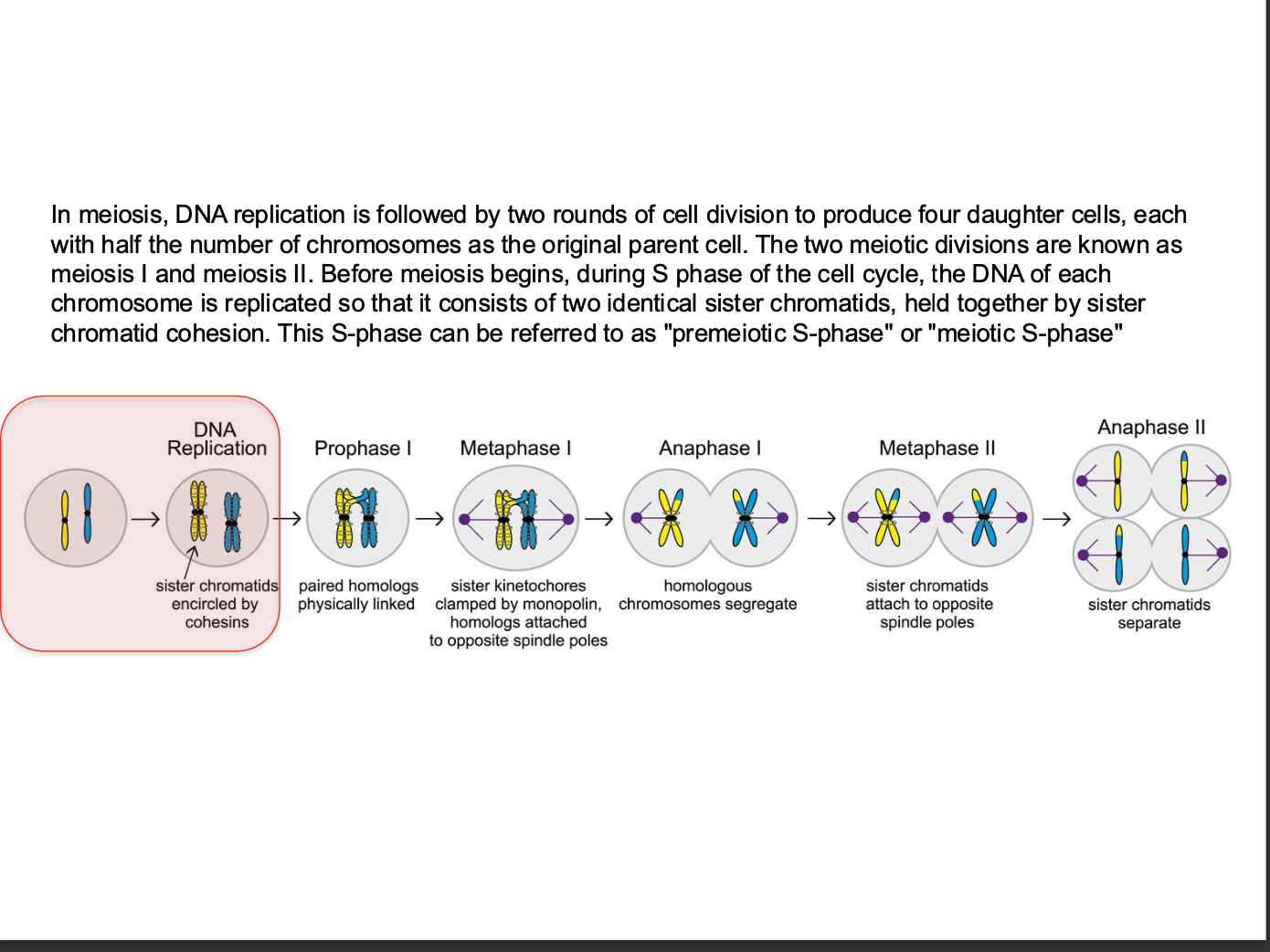 <p><strong>Meiosis - Specialised reproductive cell division </strong></p><p>-During meosis - genetic combinations are randomly created </p><p>-Exchanging sequences between maternal and paternal chromosomes BUT ALSO by independent assortment.</p><p>AFTER replications - produces GAMETES</p><p>2 rounds - 4 DAUGHTER cells - ½ the chromosomes of the parent cell (gametes fuse to get full no of chromosomes)</p><p></p><p>Before meiosis - replication</p><p>2 identical sister chromatids - held together by <strong>sister chromatid cohesion</strong></p><p><strong>s phase = Premeiotic S - phase</strong></p><p>Monopolin homologs - ensure regulated separation of sister chromatids</p>