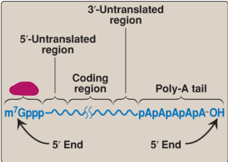 <p>Label this part of mRNA.</p>