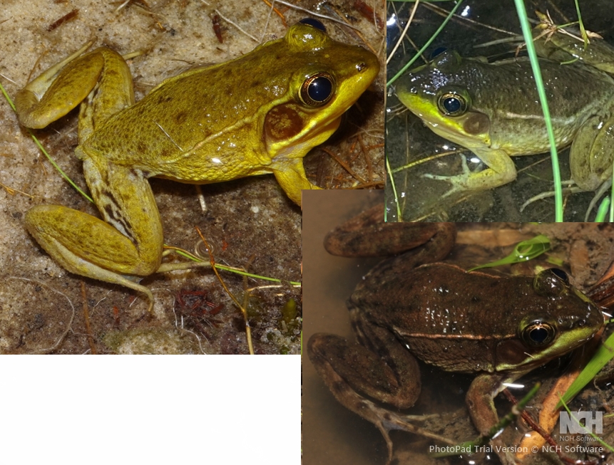 <p>Florida Bog Frog, dorsolateral folds extend partway to groin, minimal hind foot webbing, minimal spotting</p>