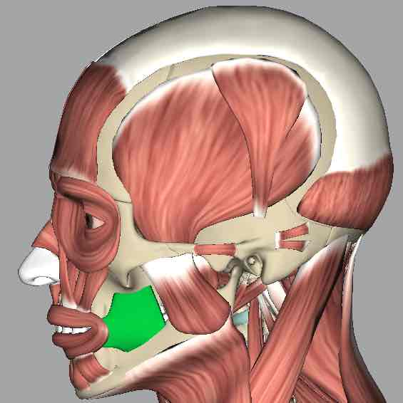 <p>Muscle that draws the cheeks into the oral cavity.</p>