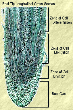 an unspecialized plant cell that gives rise to a specific specialized cell