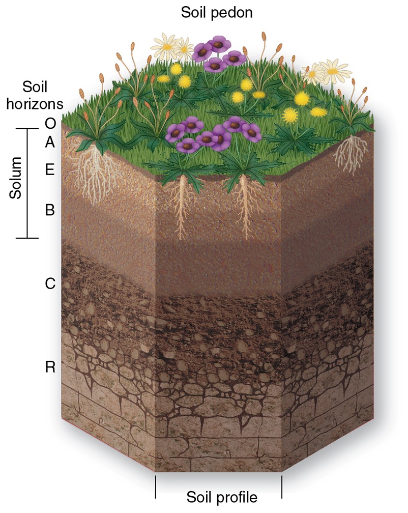 <p>what is a soil profile?</p>