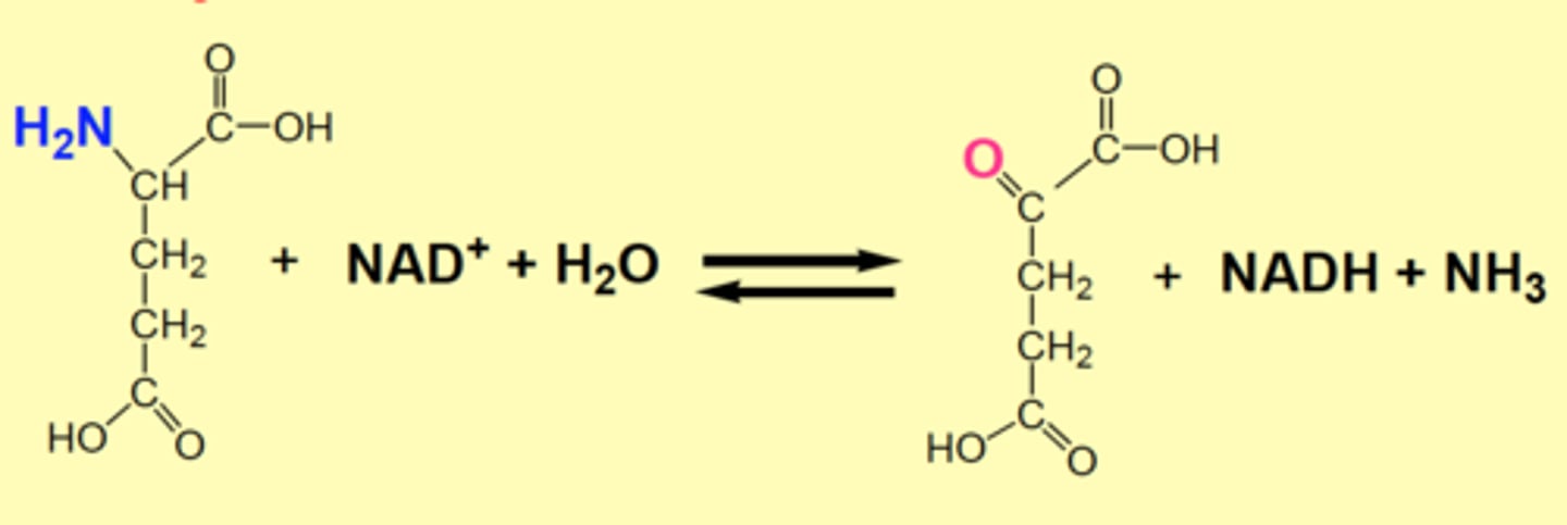 <p>Major route for oxidative deamination<br><br>Regenerates the amino acceptor (α-ketoglutarate) and provides ammonia, either for re-utilization ordisposal as urea<br><br>glutamate + NAD+ + H2O &gt; α-ketoglutarate + NADH + NH3</p>