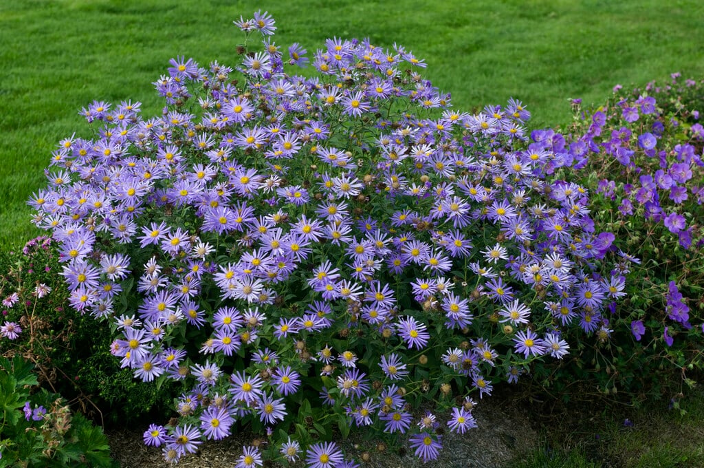 <p>Vilken blomma?</p>