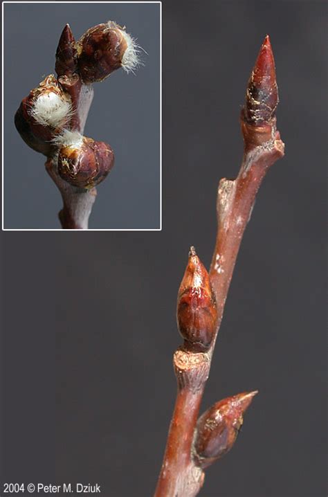 <p>Which tree do these buds belong to? </p>