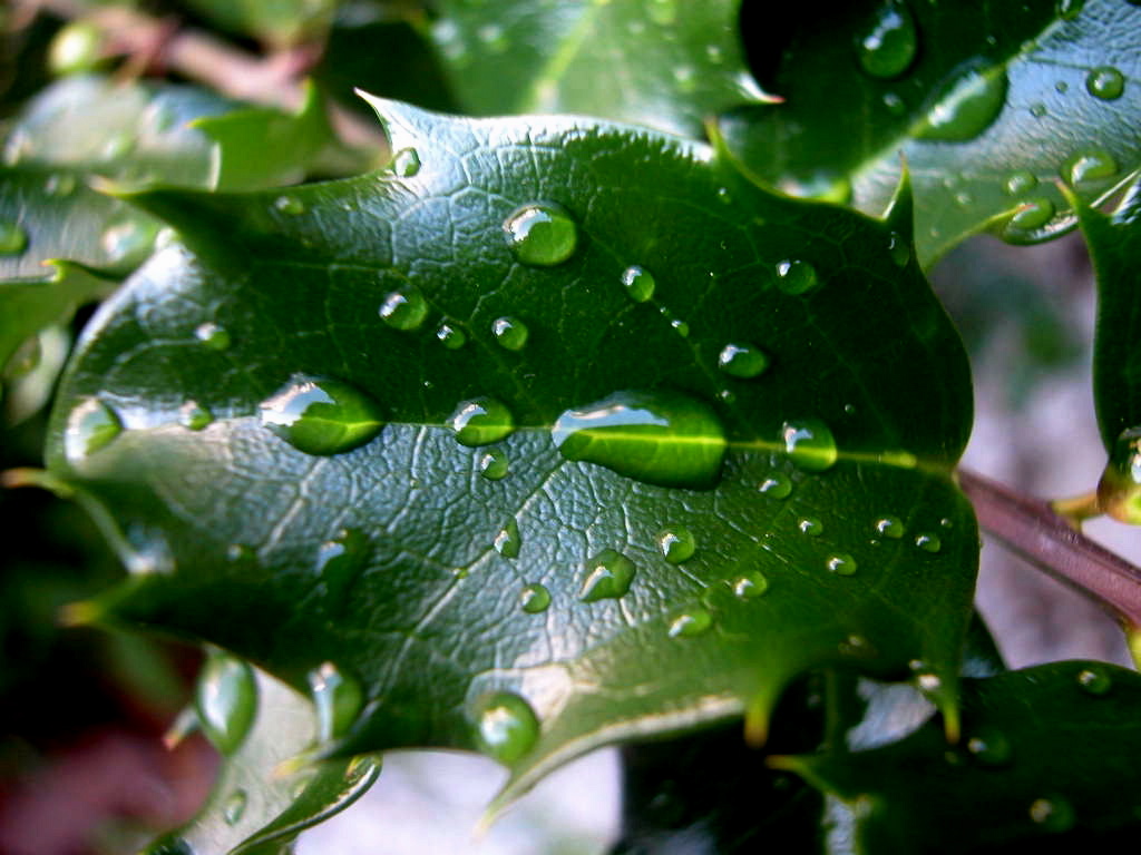 plant adaption to terrestrial life; protection from desiccation, prevents gas exchange 