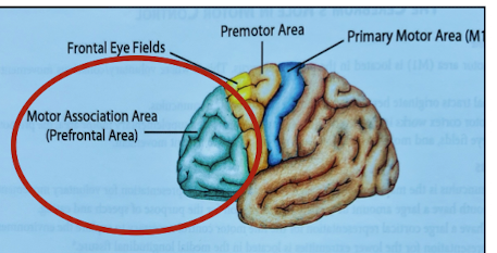 <p>Motor association area (AKA prefrontal area) </p>
