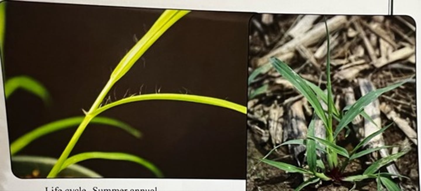 <p>What weed is this?</p>