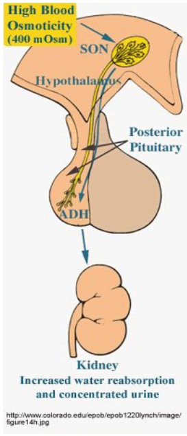 <ul><li><p><u>Through thirst and drinking</u></p></li><li><p><u>Reabsorption of water</u> (i.e. producing more concentrated urine)</p></li><li><p><u>Sensors</u> for osmolarity found <u>in hypothalamus and the kidney</u> (macula densa)</p></li></ul><p></p>