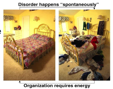<p>- Disorder (entropy) in universe is increasing</p><p>- Energy transformations proceed spontaneously (convert matter from more ordered and less stable to less ordered and more stable)</p><p>- Spontaneous changes that do not require outside energy increase entropy (disorder)</p><p>- For a process to occur without energy input, it must increase the entropy of the system</p><p></p><p>- basically if you just continue normally your room becomes messy. it takes energy to bring order to the room</p>