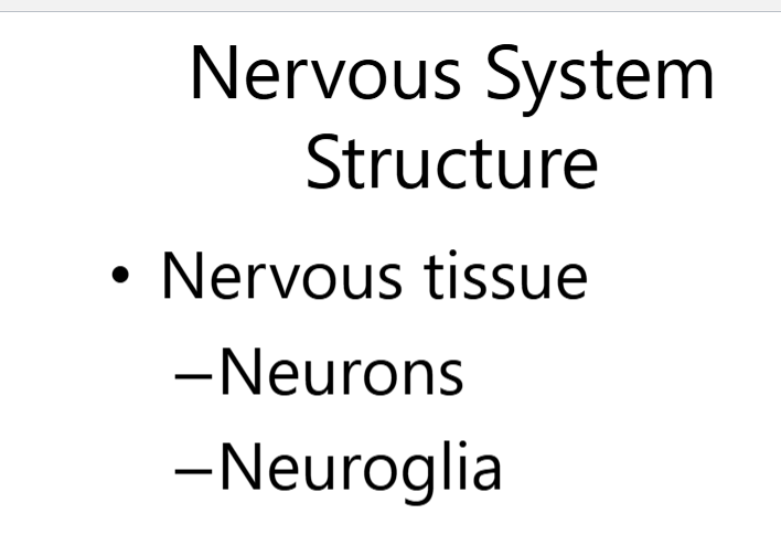 <p>The Building Blocks: Nervous Tissue</p><p class="ds-markdown-paragraph">The entire nervous system—<strong>both the CNS and the PNS</strong>—is constructed from just two main types of cells:</p><ol><li><p class="ds-markdown-paragraph"><strong>Neurons</strong></p></li><li><p class="ds-markdown-paragraph"><strong>Neuroglia</strong> (or Glial Cells)</p></li></ol><p class="ds-markdown-paragraph">These cells are organized into <strong>nervous tissue</strong>.</p><div data-type="horizontalRule"><hr></div><p>1. Neurons (The "Wiring" and "Processors")</p><ul><li><p class="ds-markdown-paragraph"><strong>Function:</strong> Neurons are the <strong>functional units</strong> of the nervous system. They are responsible for generating and conducting <strong>nerve impulses</strong> (electrochemical signals). They are the cells that handle communication, information processing, and control.</p></li><li><p class="ds-markdown-paragraph"><strong>Key Properties:</strong></p><ul><li><p class="ds-markdown-paragraph"><strong>Excitability (Irritability):</strong> Ability to respond to a stimulus and convert it into an electrical impulse.</p></li><li><p class="ds-markdown-paragraph"><strong>Conductivity:</strong> Ability to transmit the electrical impulse to other neurons, muscles, or glands.</p></li></ul></li><li><p class="ds-markdown-paragraph"><strong>Basic Structure:</strong> A neuron has three main parts:</p><ul><li><p class="ds-markdown-paragraph"><strong>Cell Body (Soma):</strong> Contains the nucleus and maintains the cell.</p></li><li><p class="ds-markdown-paragraph"><strong>Dendrites:</strong> Short, branching extensions that <em>receive</em> signals from other neurons.</p></li><li><p class="ds-markdown-paragraph"><strong>Axon:</strong> A long, thin fiber that <em>sends</em> signals away from the cell body to other cells.</p></li></ul></li></ul><p>2. Neuroglia (The "Support Staff")</p><ul><li><p class="ds-markdown-paragraph"><strong>Function:</strong> Neuroglia, or glial cells, are the <strong>supporting cells</strong> of the nervous system. They do not conduct nerve impulses themselves, but they are essential for maintaining a healthy environment for the neurons to function. They are far more numerous than neurons.</p></li><li><p class="ds-markdown-paragraph"><strong>Key Roles:</strong> They provide support, insulation, nutrients, and protection for neurons. They also clean up waste and regulate the chemical environment around neurons.</p></li></ul><p></p>