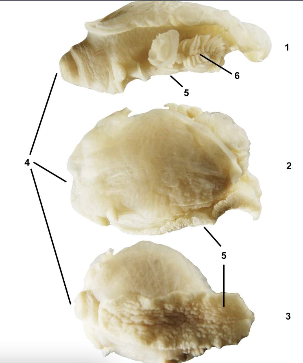 <p>What phylum, class, subclass, and order is this organism? What habitat and feeding corresponds to them?</p>