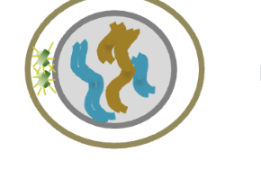 <p>G2 (2n)</p><p>HOW MANY chromosomes (DNA molecules) </p><p>HOW MANY chromatid/chromosomes </p>