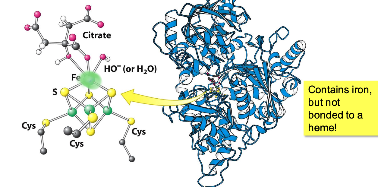 <p>Iron-sulfur protein containing a 4Fe-4S cluster in its active site. Fe atoms are complexed to 4 Sᵢ and 3 Cys</p><p>✧ the 1 Fe not bound to Cys binds citrate in order to mediate the rx</p>