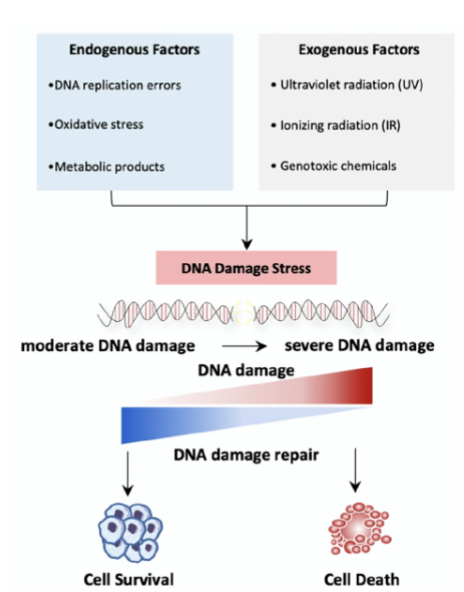 <ul><li><p>Activation of DDR</p></li><li><p>Repair of any DNA damage</p></li><li><p>Induction of senescence or apoptosis to prevent propagation of cells with damaged DNA</p></li></ul><p></p>