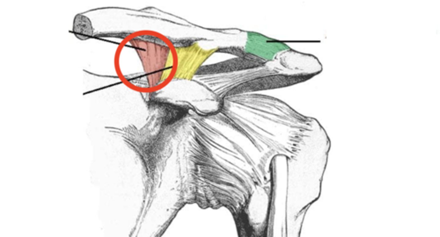 <p>What structure is shown?</p>