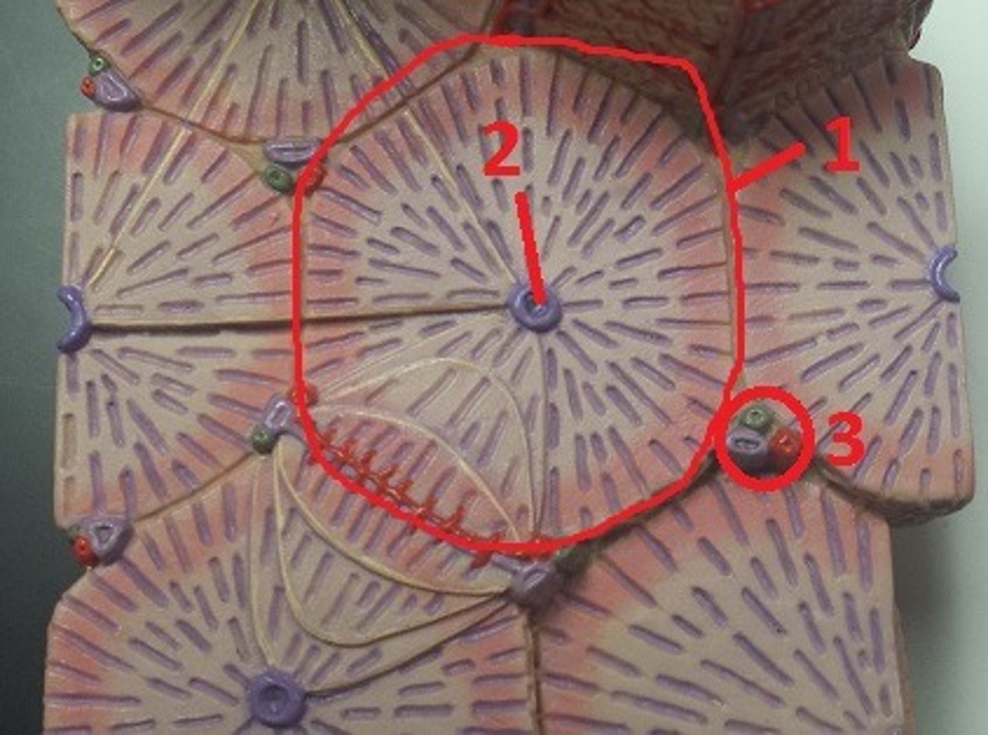 <p>3</p>