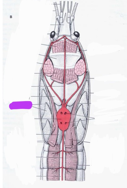<p>Label + Identify (Grouping(s), Phylum, Subphylum, Class, Order)</p>