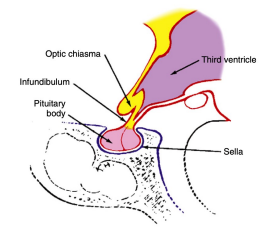 <p>Optic Chiasm</p>