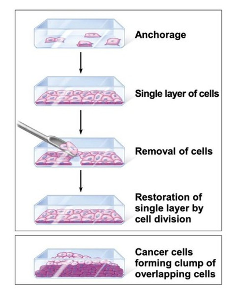 <p>Characterized by growing out of control, producing malignant tumors that can invade other tissues.</p>