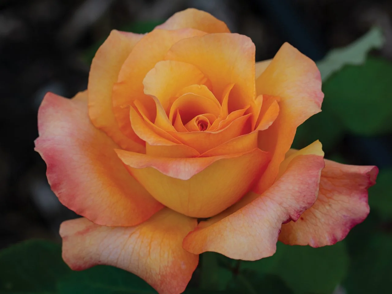 <p>Hybrid Tea Rose</p>