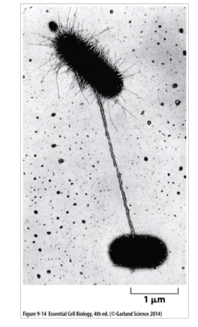 <p>no, only in bacteria because It forms structures between them that pulls cells together ti exchange genes. </p>