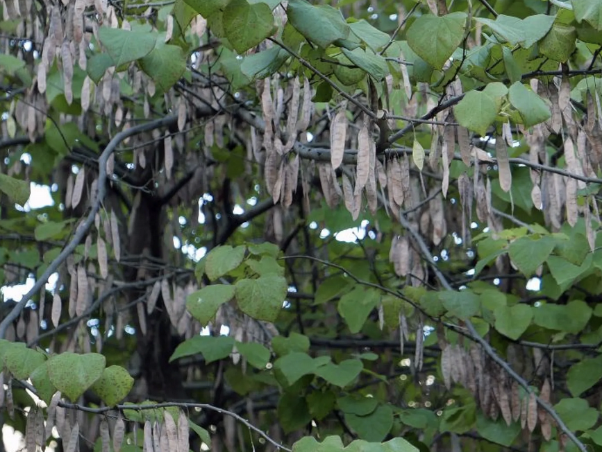 <p><em>Cercis canadensis</em></p><ul><li><p><strong>legume family</strong></p></li><li><p>simple alternate leaf, <strong>heart-shaped</strong>, no teeth, tender</p></li><li><p>fruit (legume) remains during the winter</p></li><li><p>scaly bark, <strong>underbark is red/purple</strong></p></li><li><p>small, popular ornamental</p></li><li><p><strong>dark lavender flower in spring</strong></p></li><li><p>shade tolerant, very common</p></li></ul><p></p>