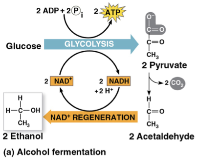 <p>step 1: produces CO2 from reducing pyruvate </p><p>step 2: produces NAD and ethanol </p>