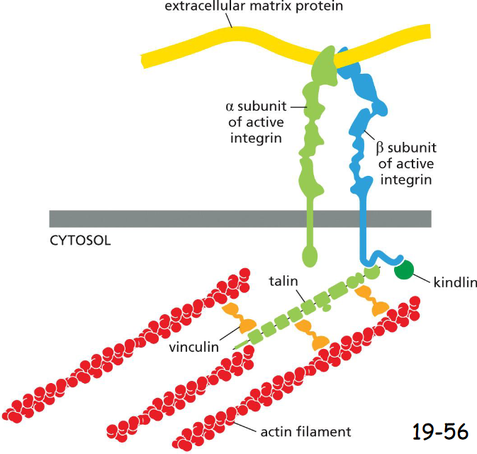 <p>Integrins Are Transmembrane Heterodimers That Link the Extracellular Matrix to the Cytoskeleton</p><p>Integrin is a transmembrane protein. Its N-terminal extracellular domain binds Arg-Gly-Asp (RGD) sequences in fibronectin or other matrix proteins.</p><p>Beta-integrin C-terminal intracellular domain binds to adaptor proteins such as talin that interacts with actin filaments directly. Talin also brings vinculins, which attach to more actin filaments</p>