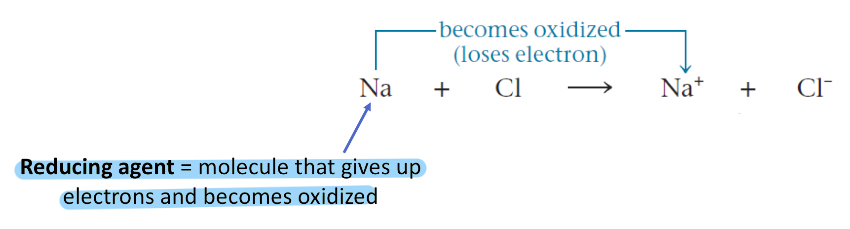 <p>Molecules that gives up electrons and becomes oxidized</p>
