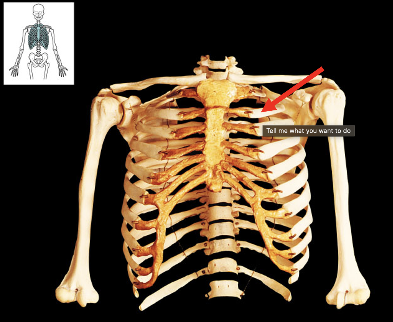 <p>Name this bone</p>