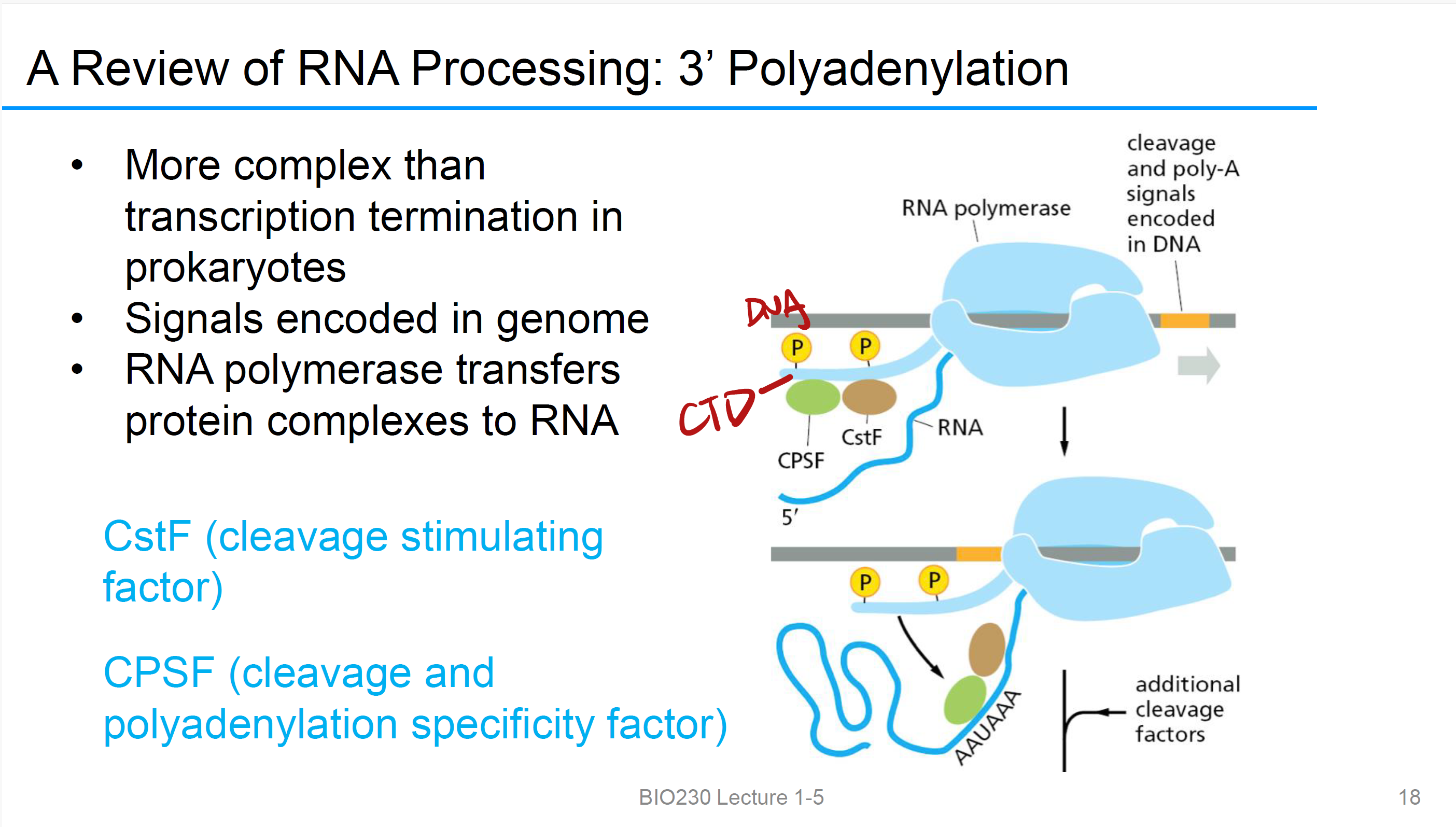 <p> (cleavage and polyadenylation specificity factor)</p>