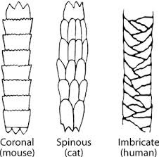 <p>Flattened, overlapping scales with narrow margins.</p>