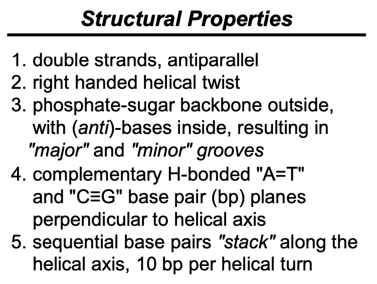 <p>complementary H-bonded <strong>“A=T”</strong> and <strong>“C</strong><span><strong>≡G”</strong> base pair (bp) planes <strong>perpendicular</strong> to helical axis</span></p>