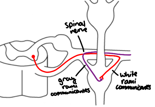 <p>Explain the spinal nerve pathway of the SD.</p>
