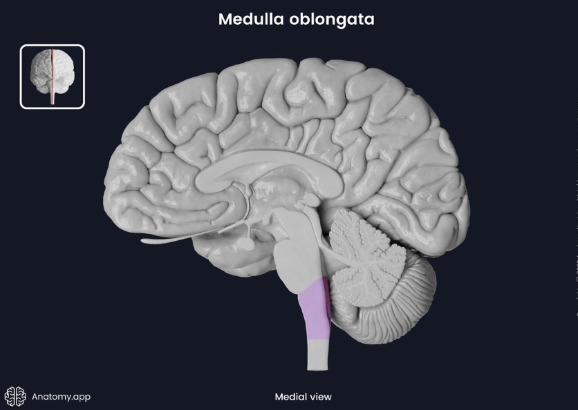 <p>medulla oblongata</p>