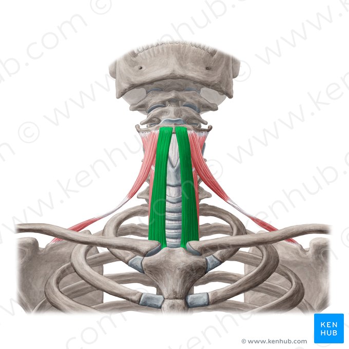 <p>Infrahyoid m. that runs from sternum to hyoid (over thyroid gland)</p>