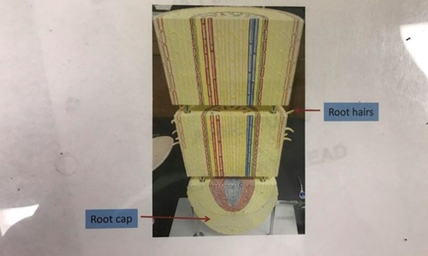 knowt flashcard image